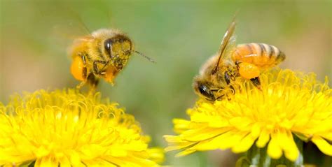 How Do Bees Pollinate Our Food at Tina Lown blog