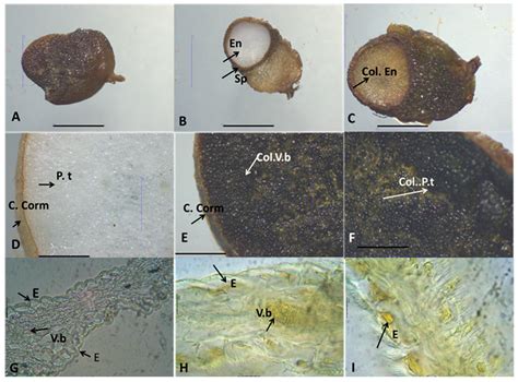 Comprehensive GC-MS Characterization and Histochemical Assessment of ...