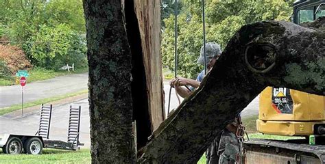 How to Save Split Tree Trunk Small Tree 的图像结果