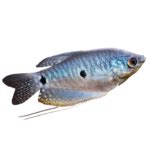 Goldfish Types Archives - Navya Aquarium