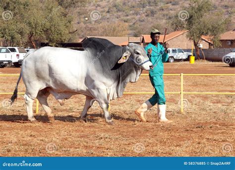 White Brahman Bull Lead by Handler Photo Editorial Image - Image of ...