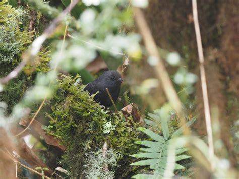 Utcubamba Tapaculo - eBird