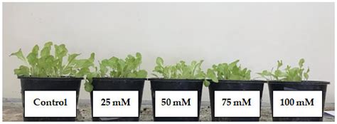 Enhancement of Salinity Stress Tolerance in Lettuce (Lactuca sativa L ...
