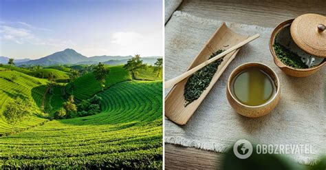 Can you drink green tea before bed: harm and benefits