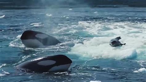 Leopard Seal Vs Killer Whale
