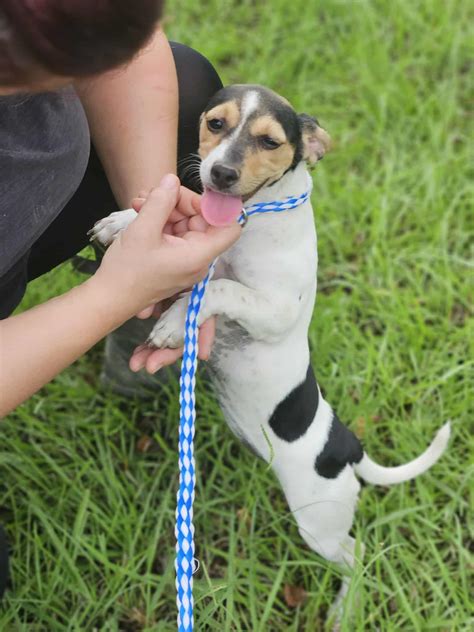 Dog for Adoption - Taylor Idol *LOCAL*, a Jack Russell Terrier in Long ...