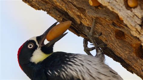 Woodpeckers: The Hole Story | Acorn Woodpecker Family Guards Their ...
