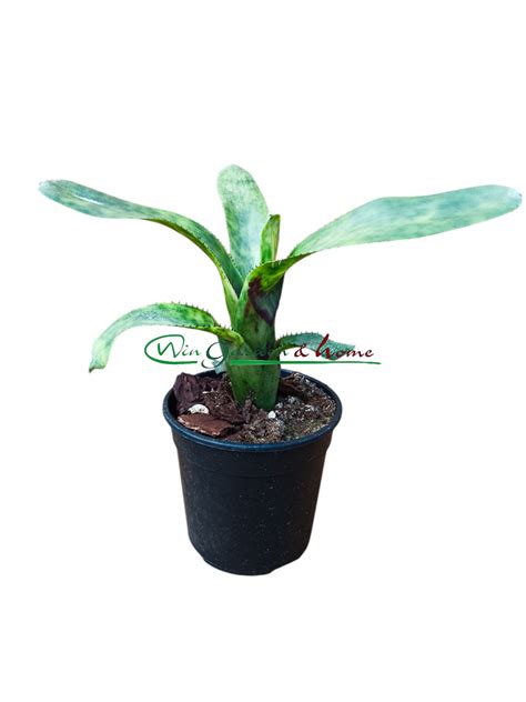 Aechmea nudicaulis blumenau - Win Garden & Home