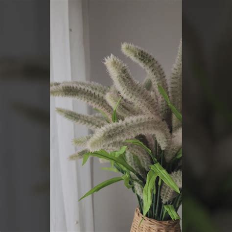 Bristle Grass – Madras Prop Store