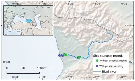 Rare but Not Gone: A Relict Population of the Black Sea Ship Sturgeon Acipenser nudiventris ...
