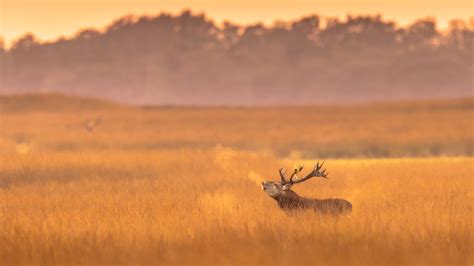 Bing Wallpaper Universe 的图像结果