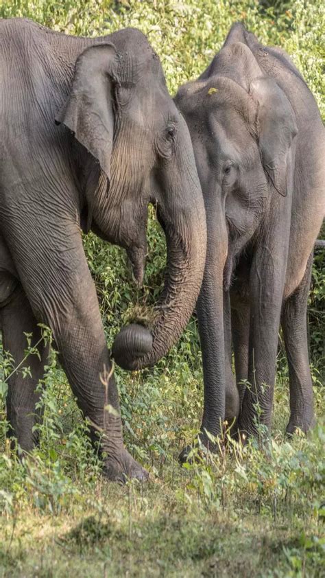 Elephants in Kerala: 8 locations to spot the gentle giants