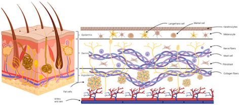 Perspectives on the Current State of Bioprinted Skin Substitutes for ...