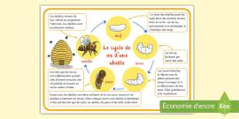 Affiche sur le cycle de vie d'un canard (teacher made)