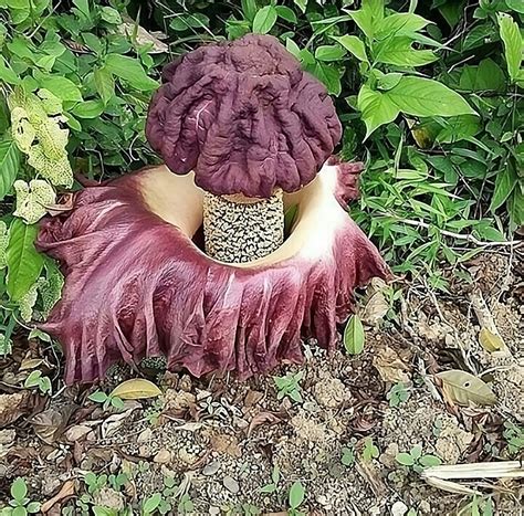 🔥Amorphophallus paeoniifolius, the elephant foot yam or whitespot giant ...