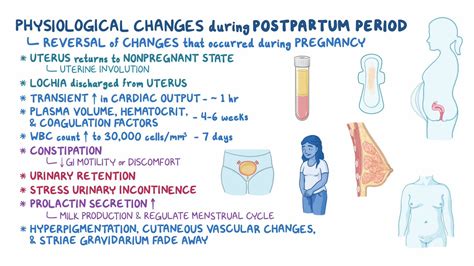 Physiologic changes - Postpartum: Nursing - Osmosis Video Library