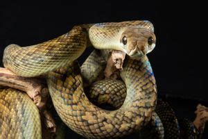 Image result for Catching Amethystine Python's
