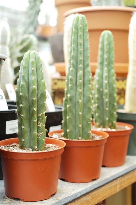 San Pedro Cactus - Tonkadale