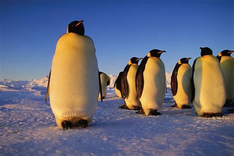 Emperor penguin | Characteristics, Height, Habitat, Diet, & Facts ...