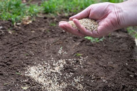 What’s the Worst Time to Plant Grass Seed? Tips to Know