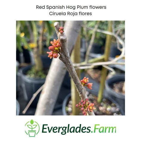 Red Spanish Hog Plum Tree - Ciruela, Jocote – Everglades Farm