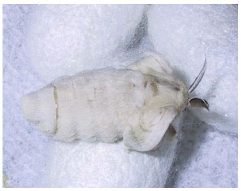 Mao Dun’s “Spring Silkworms”: Living Like Worms