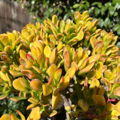 3 X 2” Jade Plants CUTTINGS Collection A/crassula Ovata,botany Bay ...