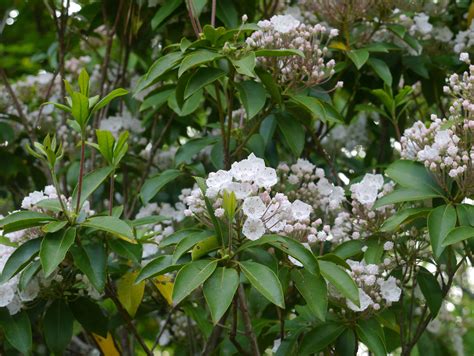 Mountain laurel (Kalmia latifolia) | Identify that Plant