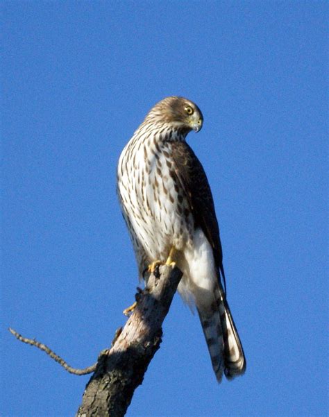 Cooper's Hawk- New Jersey Bird Photos