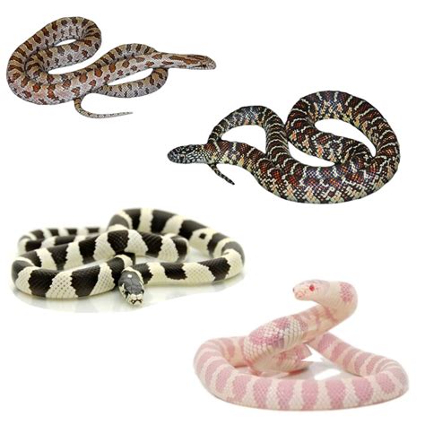 Image result for Python 3D Man