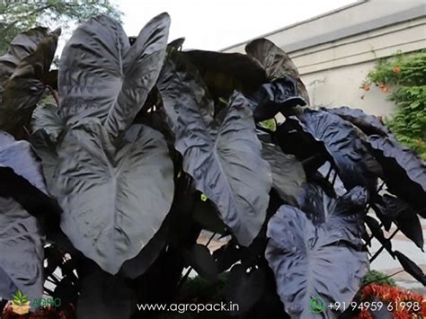 Colocasia Diamond Head Plant For Sale In India | Online plant nursery