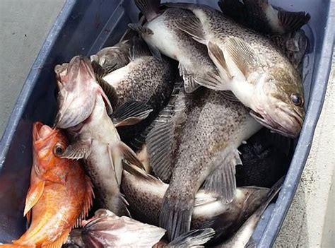 GARIBALDI CHARTERS Guide (2026) All You Need to Know BEFORE You Go ...