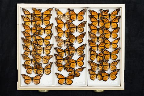 Monarch Butterfly - Extinction