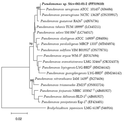 Rhizospheric Bacteria of Cover Legumes from Acidic Soils Are Capable of ...