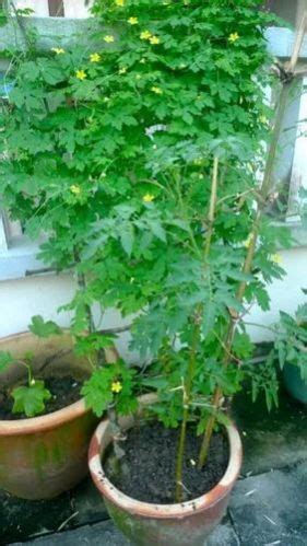 Karjee Farm Surguja - Grafted Cabbage Plant Manufacturer Supplier