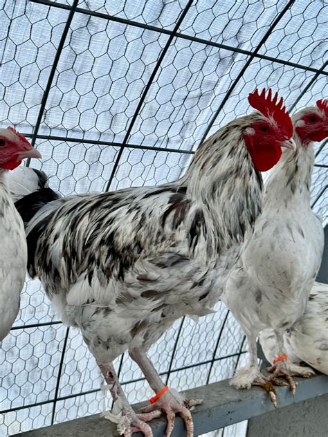 Splash Marans Hatching Eggs – Freshly Picked Chicks