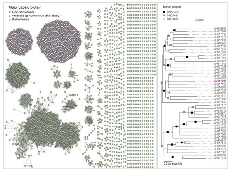 Single-Stranded DNA Viruses in Antarctic Cryoconite Holes