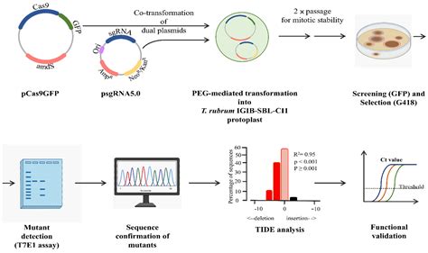 A Dual-Plasmid-Based CRISPR/Cas9-Mediated Strategy Enables Targeted Editing of pH Regulatory ...