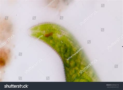 Euglena Under Microscope Stock Photo 489566176 | Shutterstock