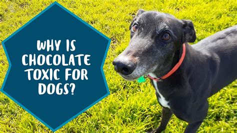 GAPNSW - Why chocolate is toxic for dogs