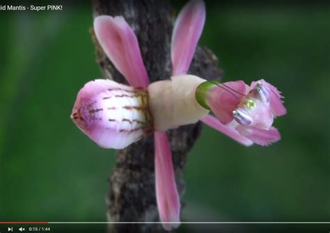 Orchid Mantis Pink