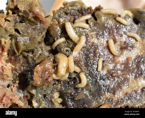 Maggot in food hi-res stock photography and images - Alamy