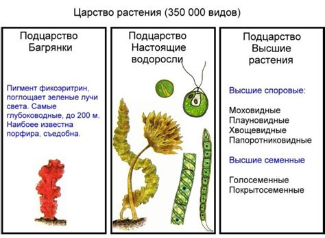 Презентация на тему: Тема: «Низшие растения - водоросли»