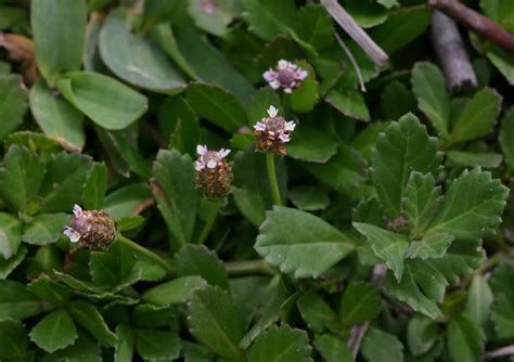 Flora of Zimbabwe: Cultivated species information - individual images: Phyla nodiflora