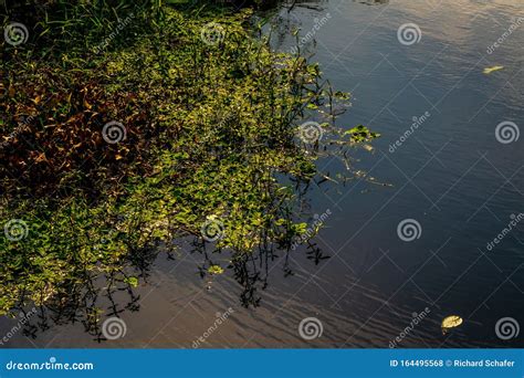 Sawgrass Lake Park stock photo. Image of outdoors, reflection - 164495568