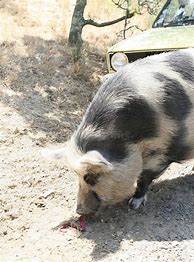 Image result for Femelle Du Porc