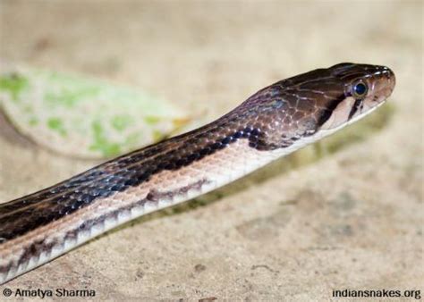 Indian Snakes - Indian Snakebite Initiative