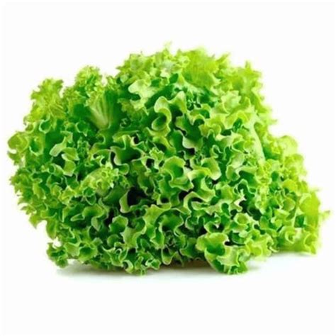 Hydroponic Locarno Lettuce – Indoor Harvest