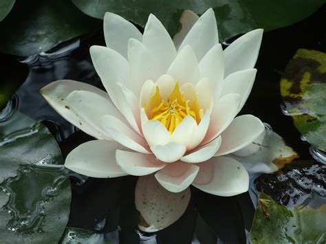 Free Images : flower, fragrant white water lily, petal, aquatic plant ...