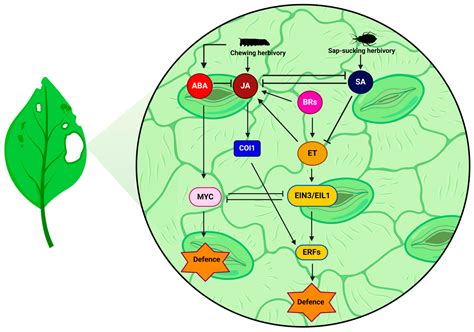 Ethylene: A Modulator of the Phytohormone-Mediated Insect Herbivory ...